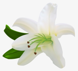 Lilium Flower White Letter, HD Png Download, Free Download