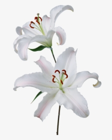 Lily Transparent White - Lilies Png, Png Download, Free Download