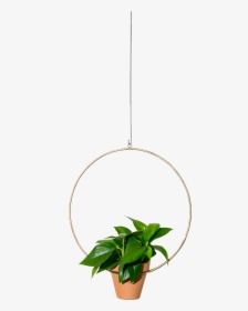 Img - Houseplant, HD Png Download, Free Download