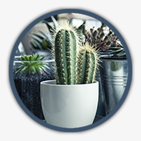 Cactus, HD Png Download, Free Download