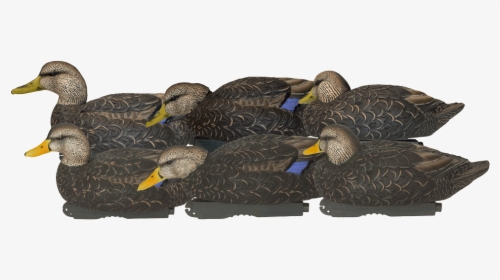 Avery Ghg Prograde Ffd Black Ducks, HD Png Download, Free Download