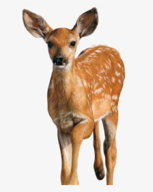 Deer Colour Pencil Drawing, HD Png Download, Free Download