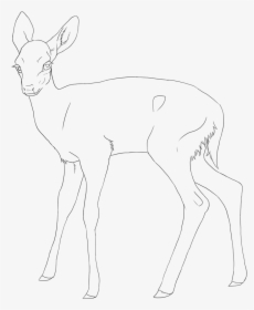 Mammal Drawing Fawn - White-tailed Deer, HD Png Download, Free Download
