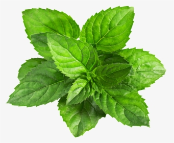 A Mint Leaf Transparent Plant Vector - Mint Vector Png, Png Download, Free Download