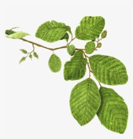 Mentha Spicata Branch Plant Mint Leaf - Alder Tree Branch, HD Png Download, Free Download