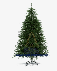 Free Png Pine Tree For Christmas Png Image With Transparent - Christmas Tree Without Decorations, Png Download, Free Download