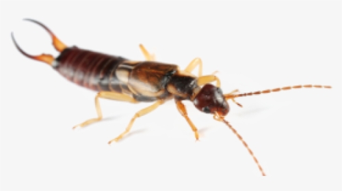 Earwig Png Clipart - Insect, Transparent Png, Free Download