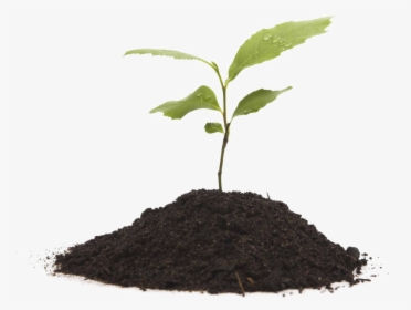 Transparent Compost Clipart - Plant And Soil Png, Png Download, Free Download