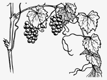 Vine Clipart Outline - Grape Vine Drawing, HD Png Download, Free Download