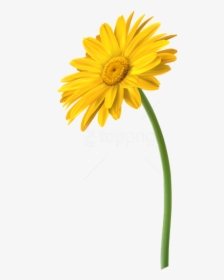 Free Png Download Yellow Gerbera Flower Png Images - Yellow Daisy Flower Png, Transparent Png, Free Download