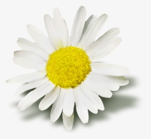 8 Kb, Rating - Oxeye Daisy, HD Png Download, Free Download