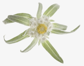 Edelweiss Png, Transparent Png, Free Download