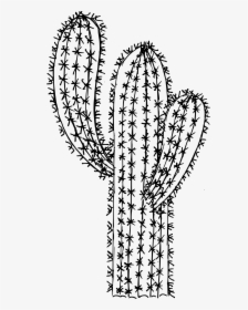 6 Cactus Drawing 2 - Line Art, HD Png Download, Free Download