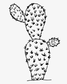 6 Cactus Drawing 4 - Illustration, HD Png Download, Free Download