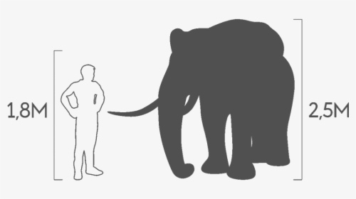 Indian Elephant, HD Png Download, Free Download