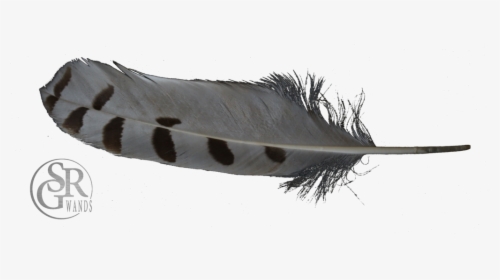Transparent Feather Duster Png - Fish, Png Download, Free Download
