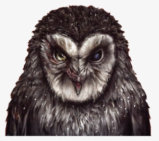 Guardians Of Ga’hoole Wiki - Owl With No Beak, HD Png Download, Free Download