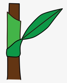 Hoja Envainadora, HD Png Download, Free Download