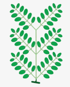 Leaf Morphology Type Bipinnately-compound - Bipinnately Compound Leaf, HD Png Download, Free Download