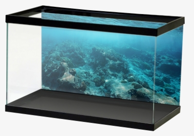 Aquariumvinyl - Aquarium Background Sticker Design, HD Png Download, Free Download