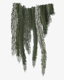 Hanging Moss Png - Jungle Vines Png Transparent, Png Download, Free Download