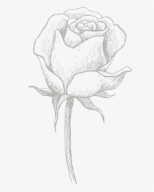 Drawing Road Flower - Drawn Roses, HD Png Download, Free Download