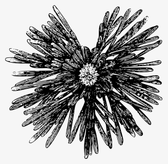 Plant,flower,monochrome Photography - Sea Urchin, HD Png Download, Free Download
