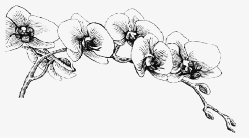 Orchid Black And White Clipart, HD Png Download, Free Download