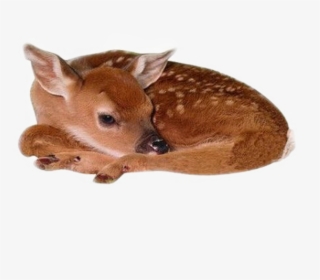 #deer #baby #cute #animal #moodboard #niche #freetoedit - Baby Deer Png, Transparent Png, Free Download