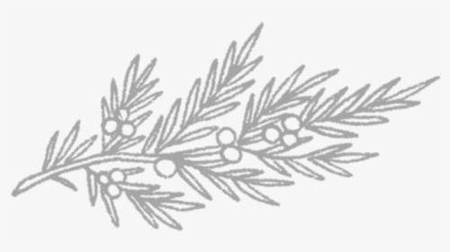 Juniperbranch - Sketch, HD Png Download, Free Download