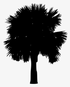Transparent Palm Tree Silhouette Png - Silhouette, Png Download, Free Download