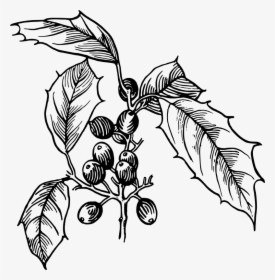 Holly - Holly Drawing Png, Transparent Png, Free Download