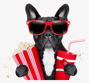 Cinema Png Photo - Animal Watching A Movie, Transparent Png, Free Download
