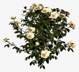 Garden Roses, HD Png Download, Free Download