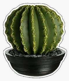 #play #cactus #verde #overlay #png #filter #freetoedit - Houseplant, Transparent Png, Free Download