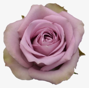 Floribunda, HD Png Download, Free Download