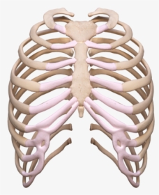 Rib Cage Png - Skeleton Rib Cage Transparent, Png Download, Free Download