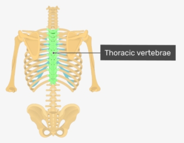Posterior View Of The Vertebral Column And Rib Cage - Thoracic Vertebrae On Skeleton, HD Png Download, Free Download