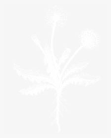 Dandelion Woman Illustration-01 - Johns Hopkins Logo White, HD Png Download, Free Download