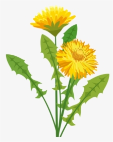 Dandelion Clipart Sunflower - Pissenlit Png, Transparent Png, Free Download