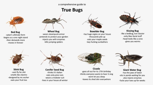 True Bug Png Transparent Hd Photo - Bugs That Only Come Out At Night, Png Download, Free Download