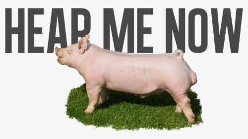 Domestic Pig, HD Png Download, Free Download