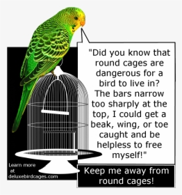 Bad Bird Cage, HD Png Download, Free Download