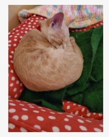 Sleeping Cat Png, Transparent Png, Free Download