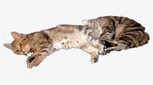 #cat #cats #tabby #sleeping # - Cat Grabs Treat, HD Png Download, Free Download
