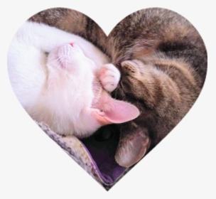 Heart Cats Sleeping - Cat Yawns, HD Png Download, Free Download