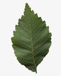 Transparent Leaf Texture Png - Canoe Birch, Png Download, Free Download