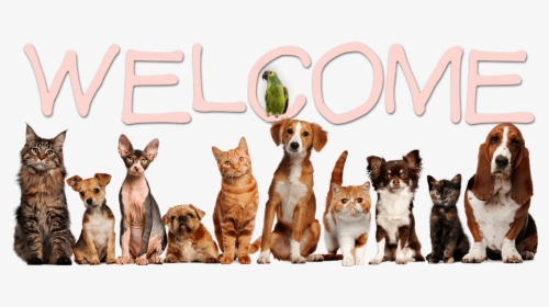 Welcome - Creative Pet Shop Logo, HD Png Download, Free Download