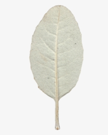 Leaf 07 Back Texture - Canoe Birch, HD Png Download, Free Download