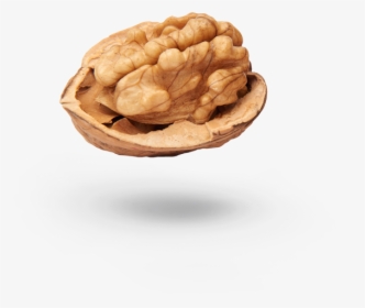 Walnut, HD Png Download, Free Download